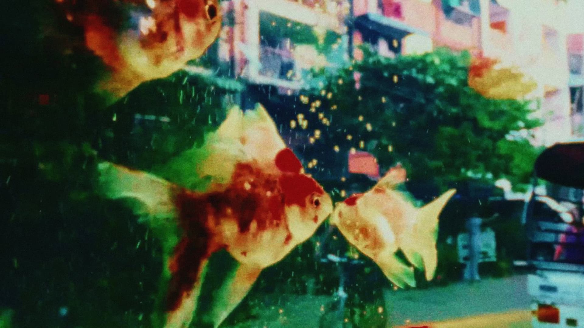 ပိုးဖလံယင်းကတေး