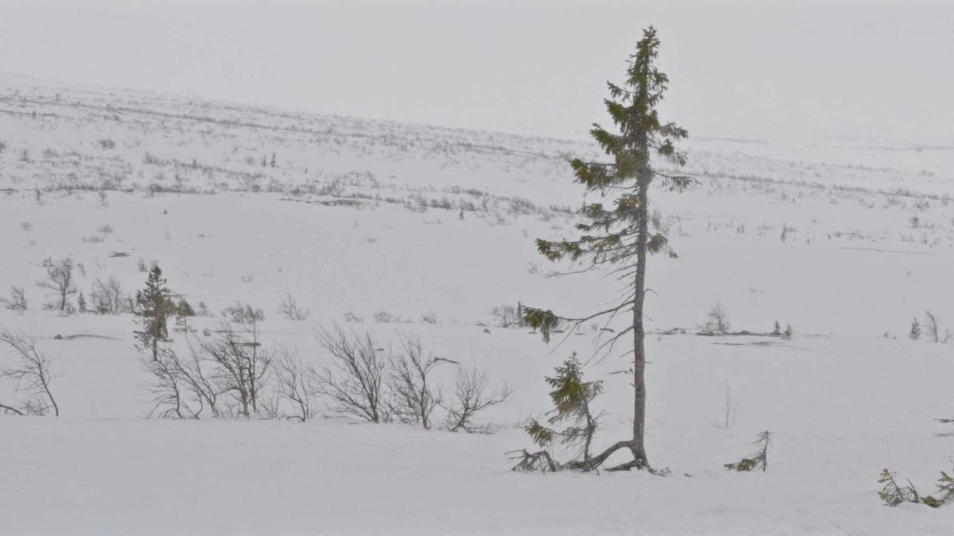 Un arbre és un arbre