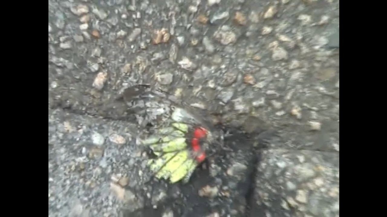《蝶之死》