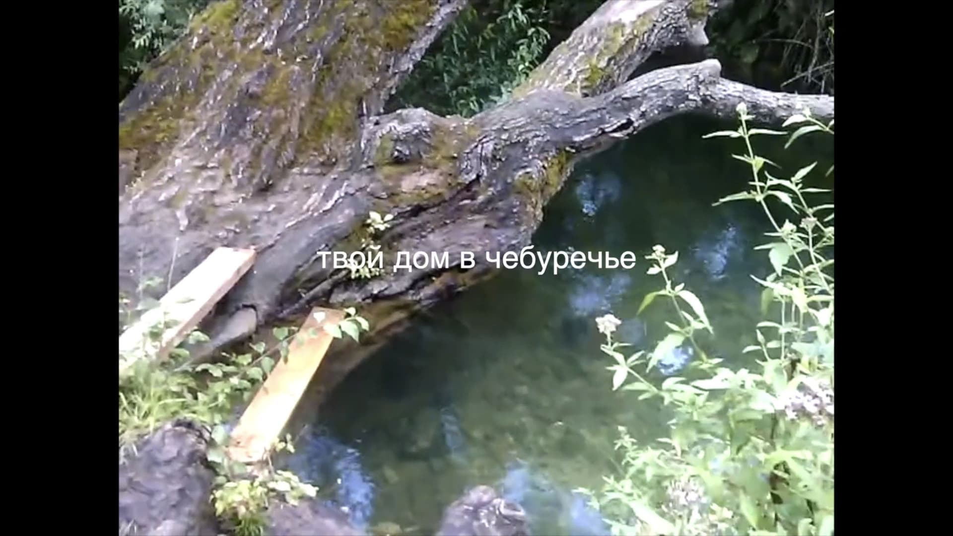 твой дом в Чебуречье