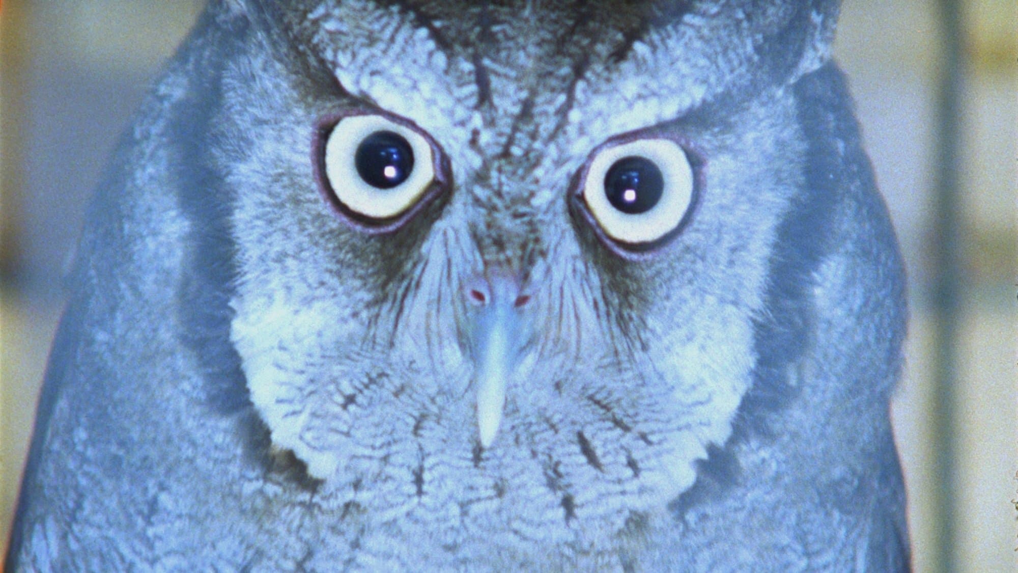 É Noite na América