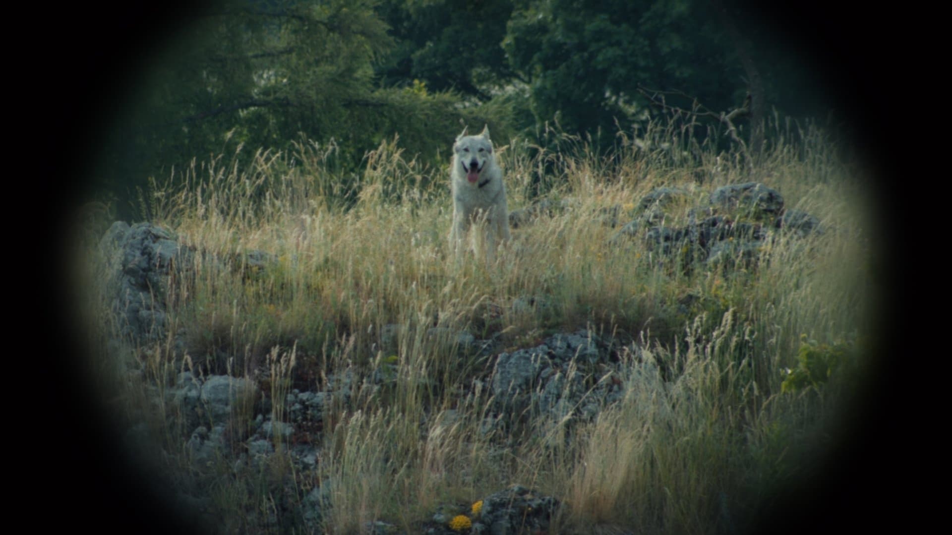 Nebelkind: Konec ticha