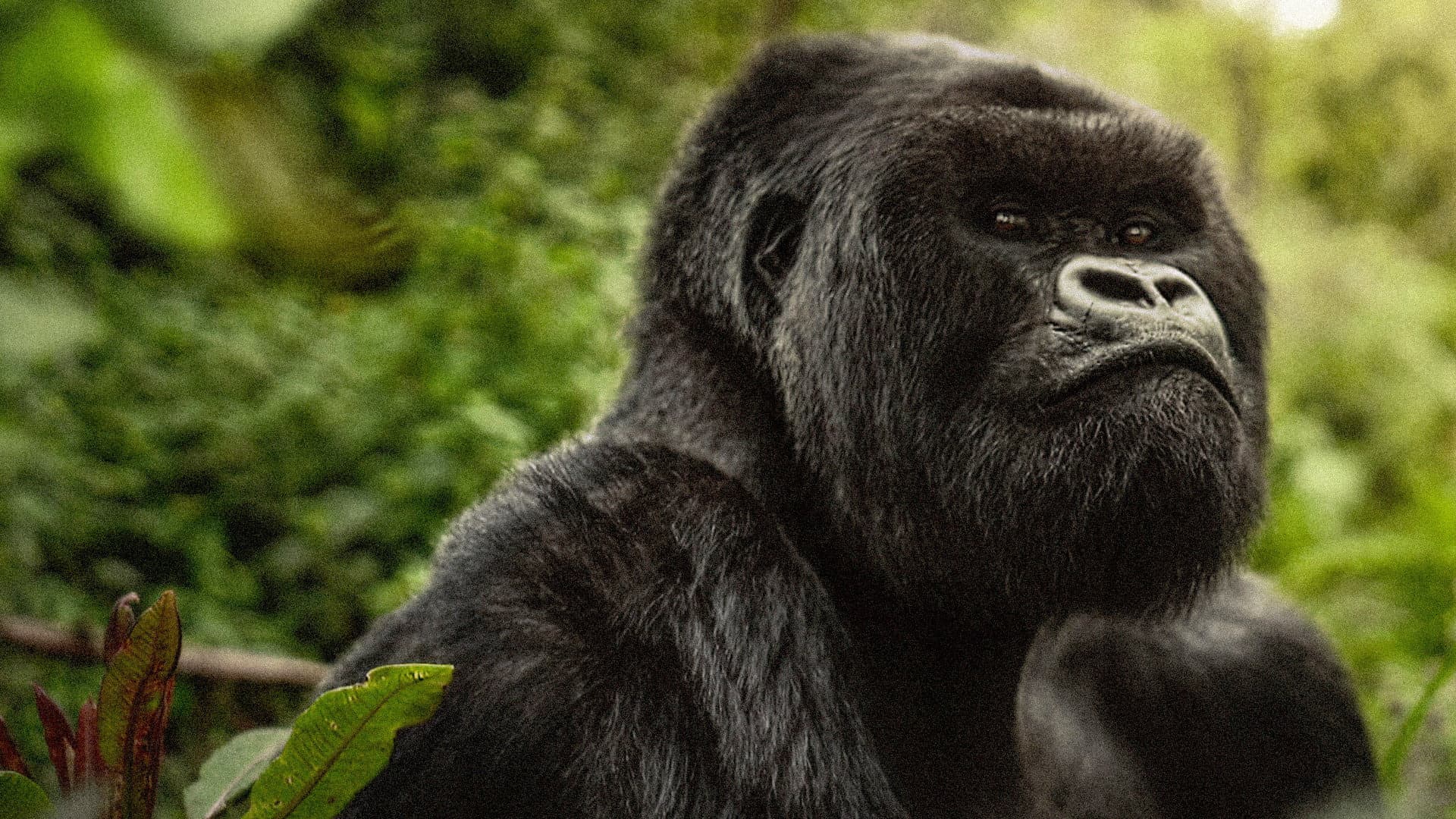 O poveste despre gorile: Narat de David Attenborough