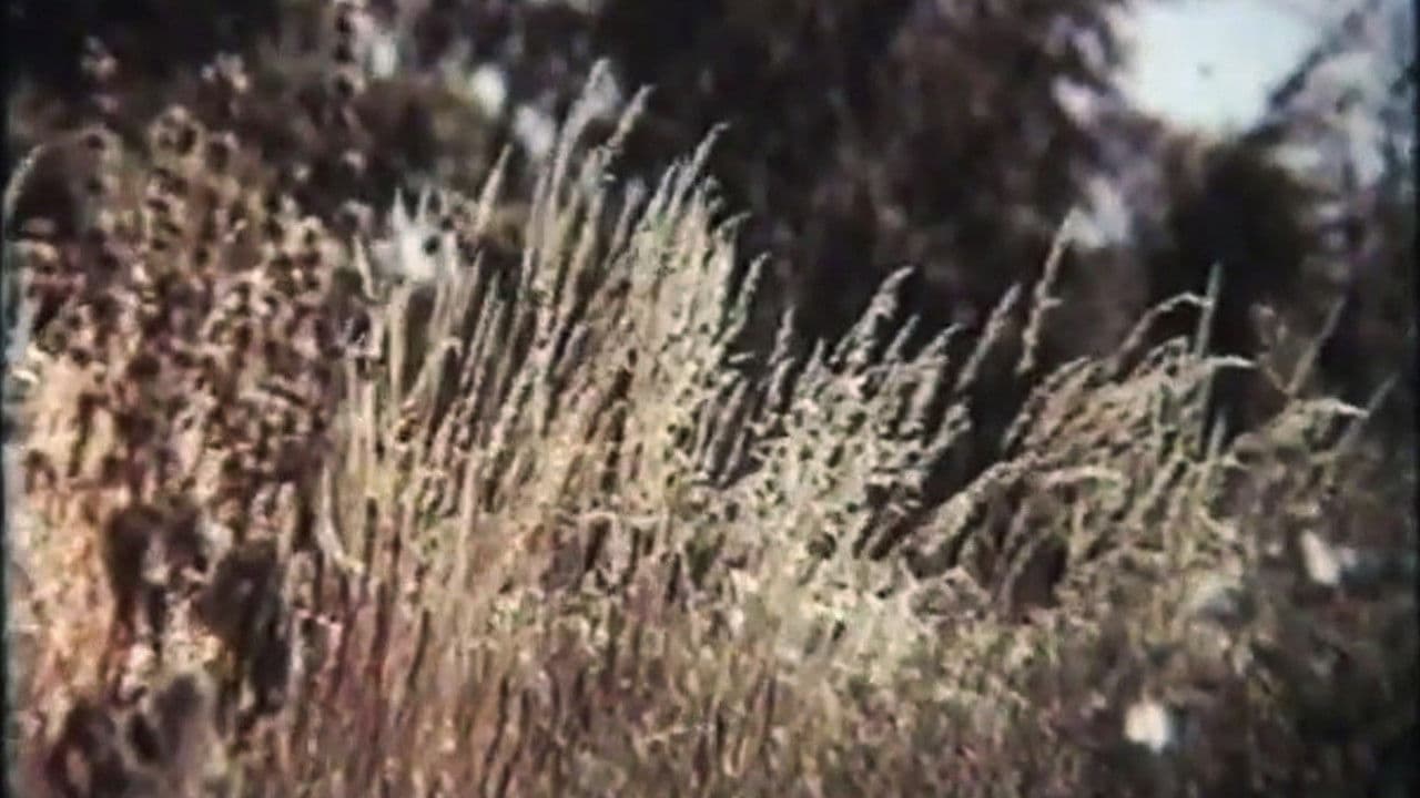 Євшан-зілля Михайла Сікорського