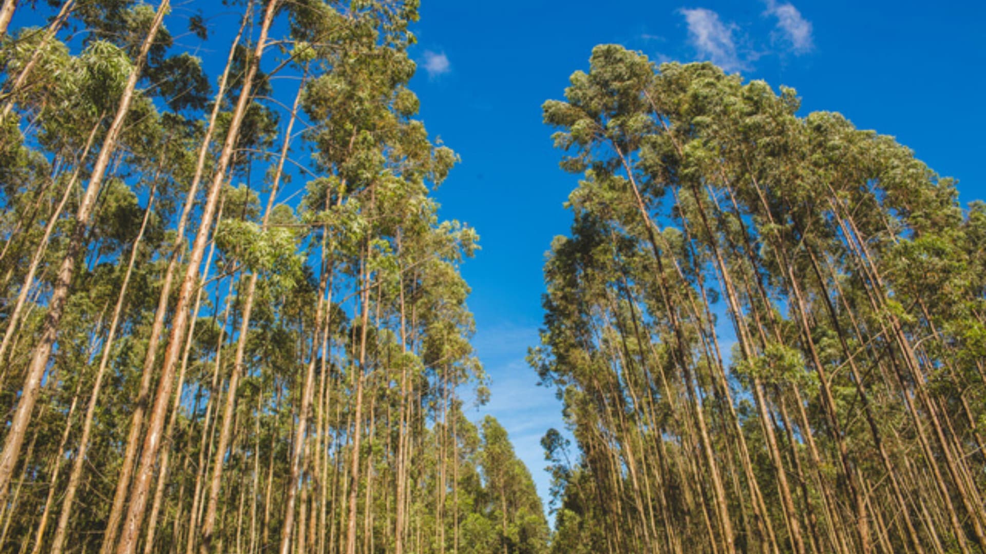 Novas Raízes – Escolhas do Futuro