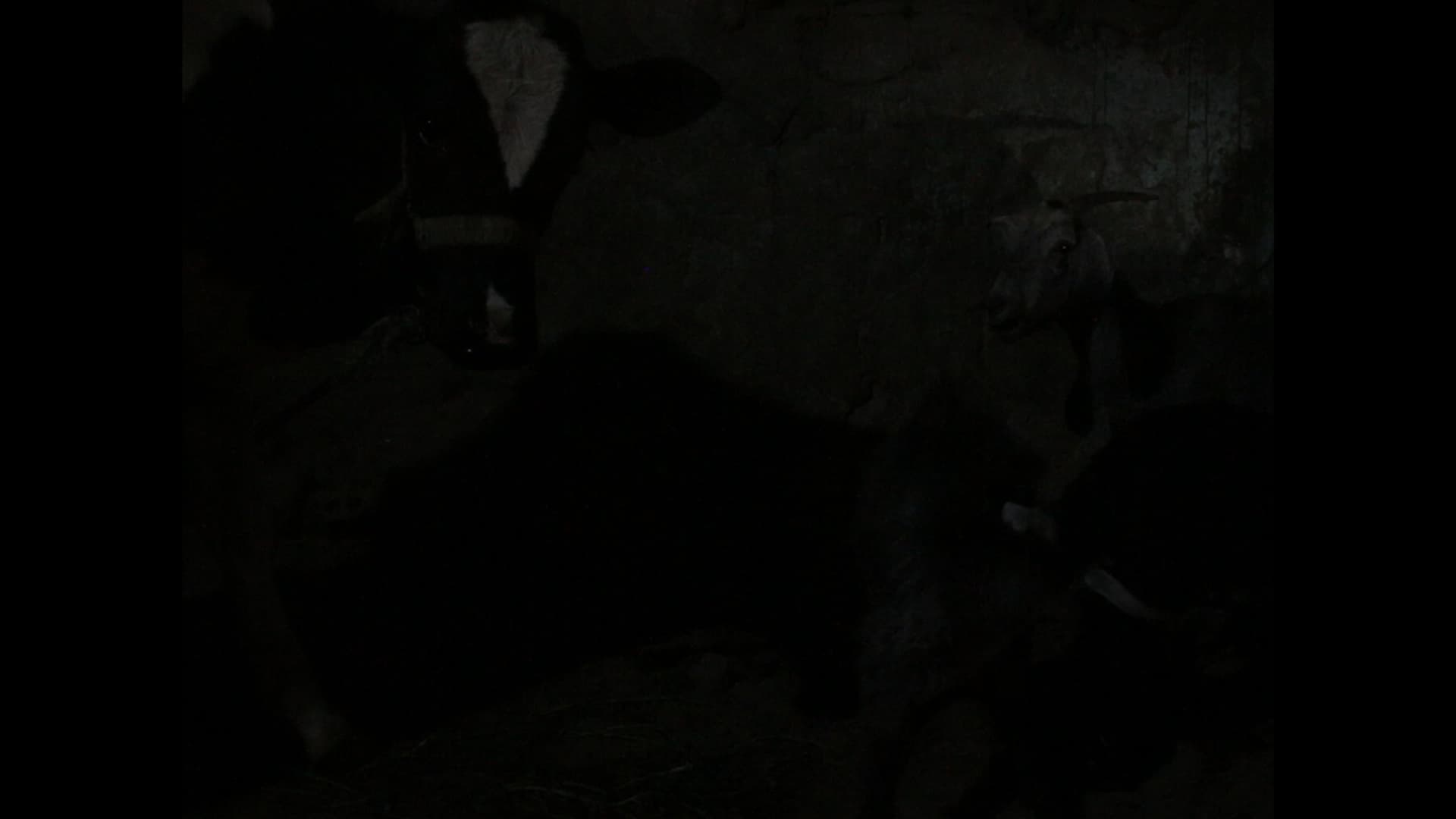 شكوى البقرة