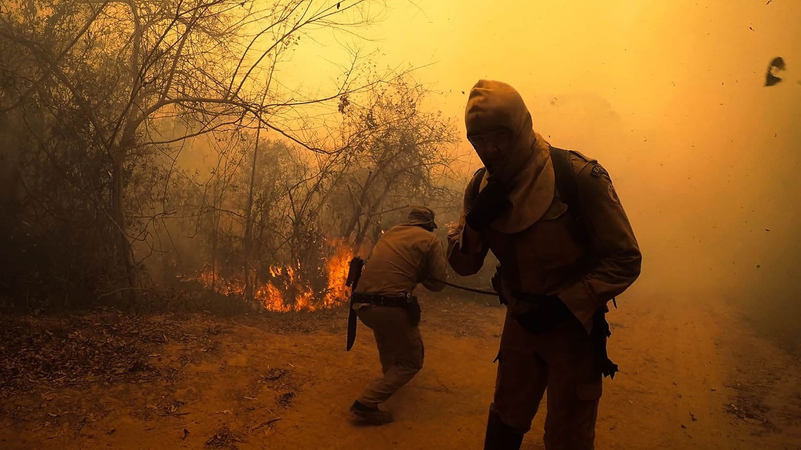 Sinfonia da Sobrevivência