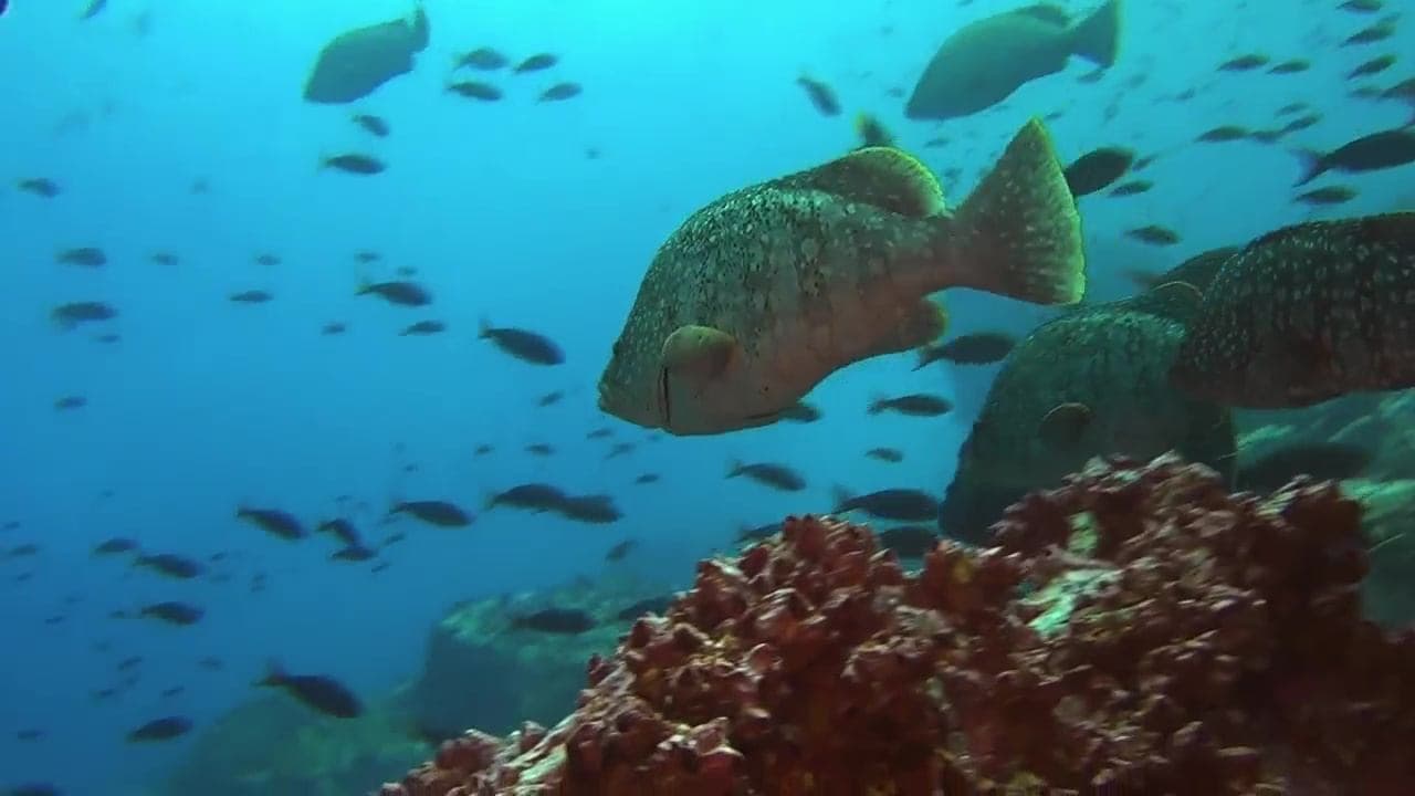 Prădătorii oceanului