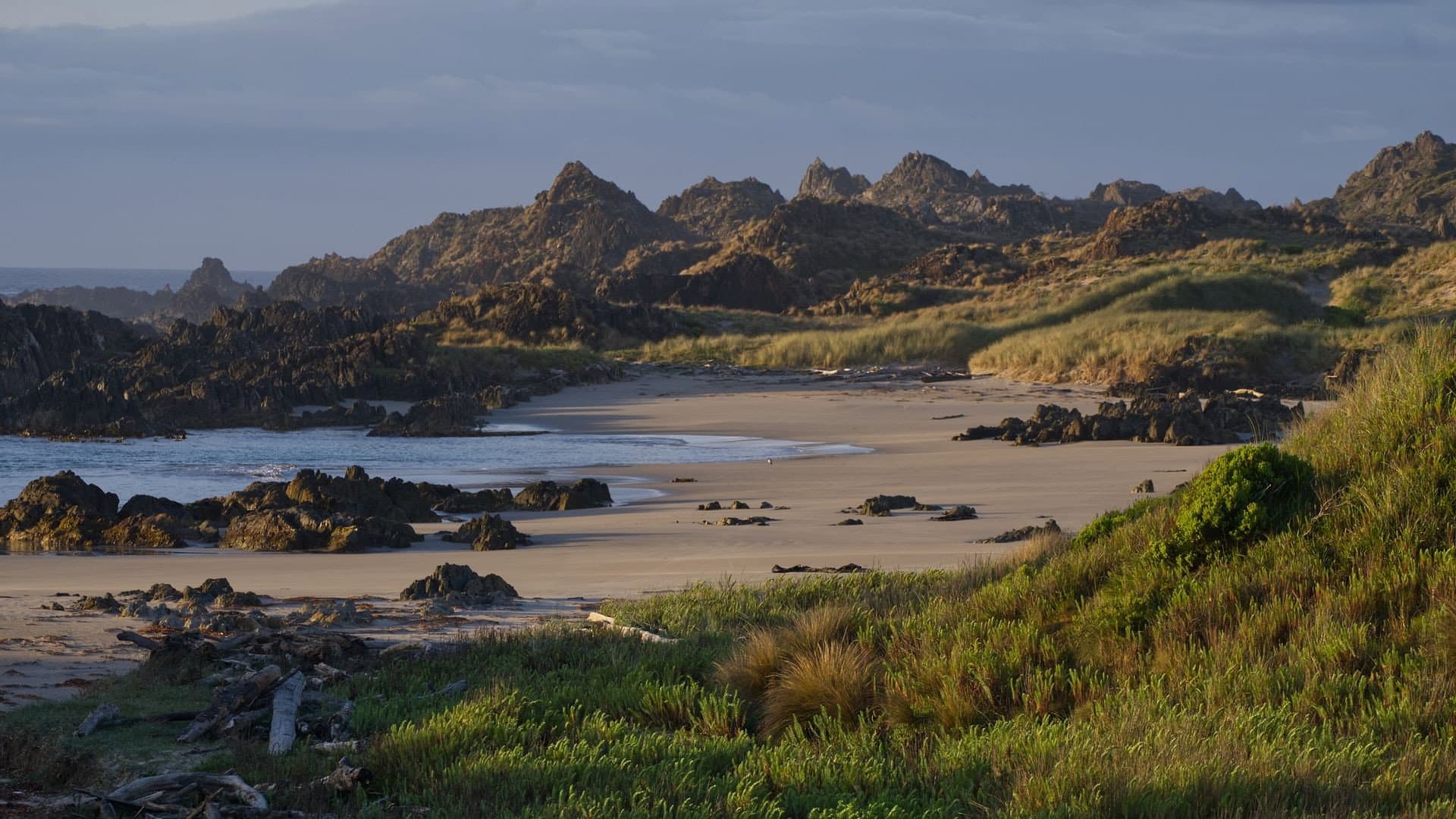 Tasmaniens wundersame Tierwelt