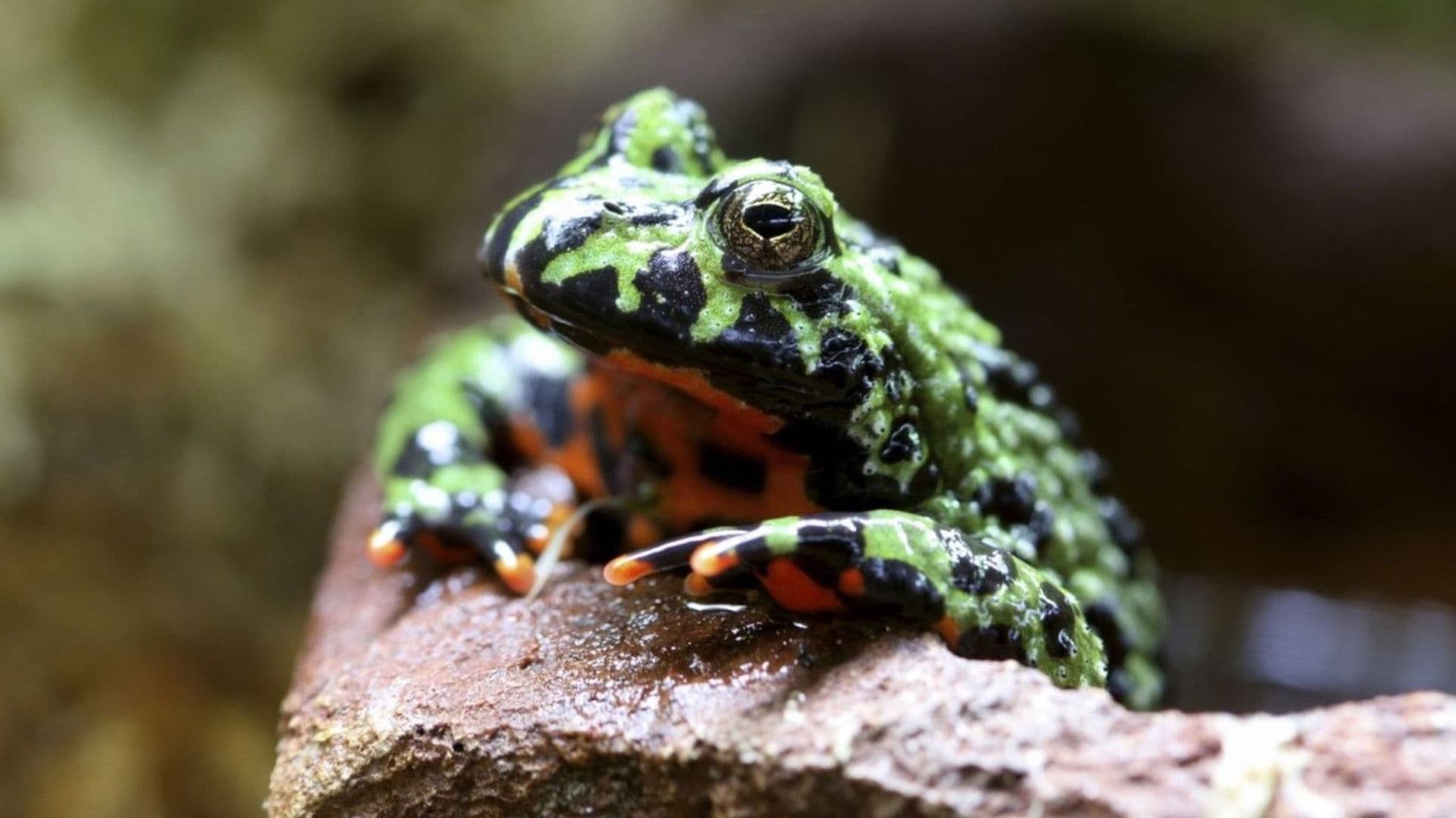 Ultimate Animal Countdown