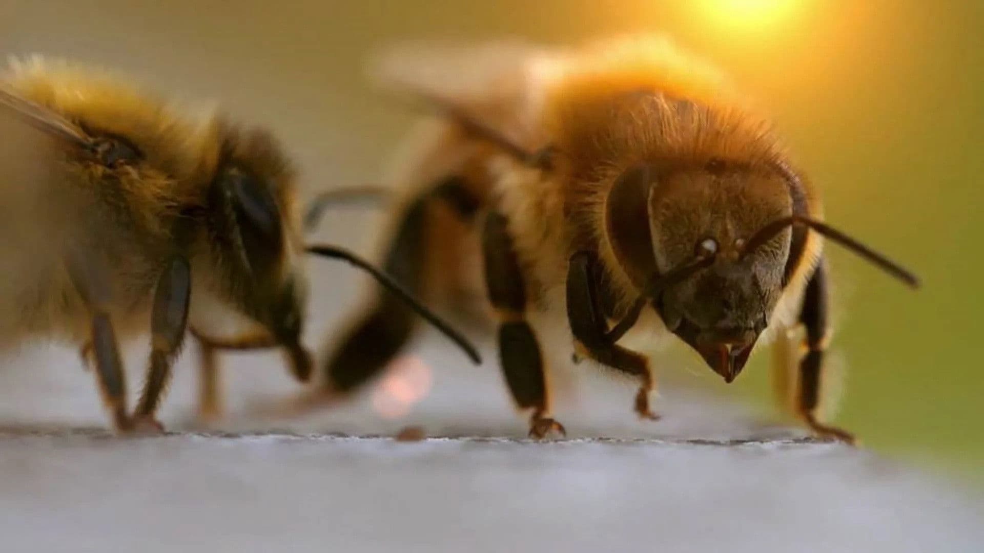 Les maîtres des abeilles