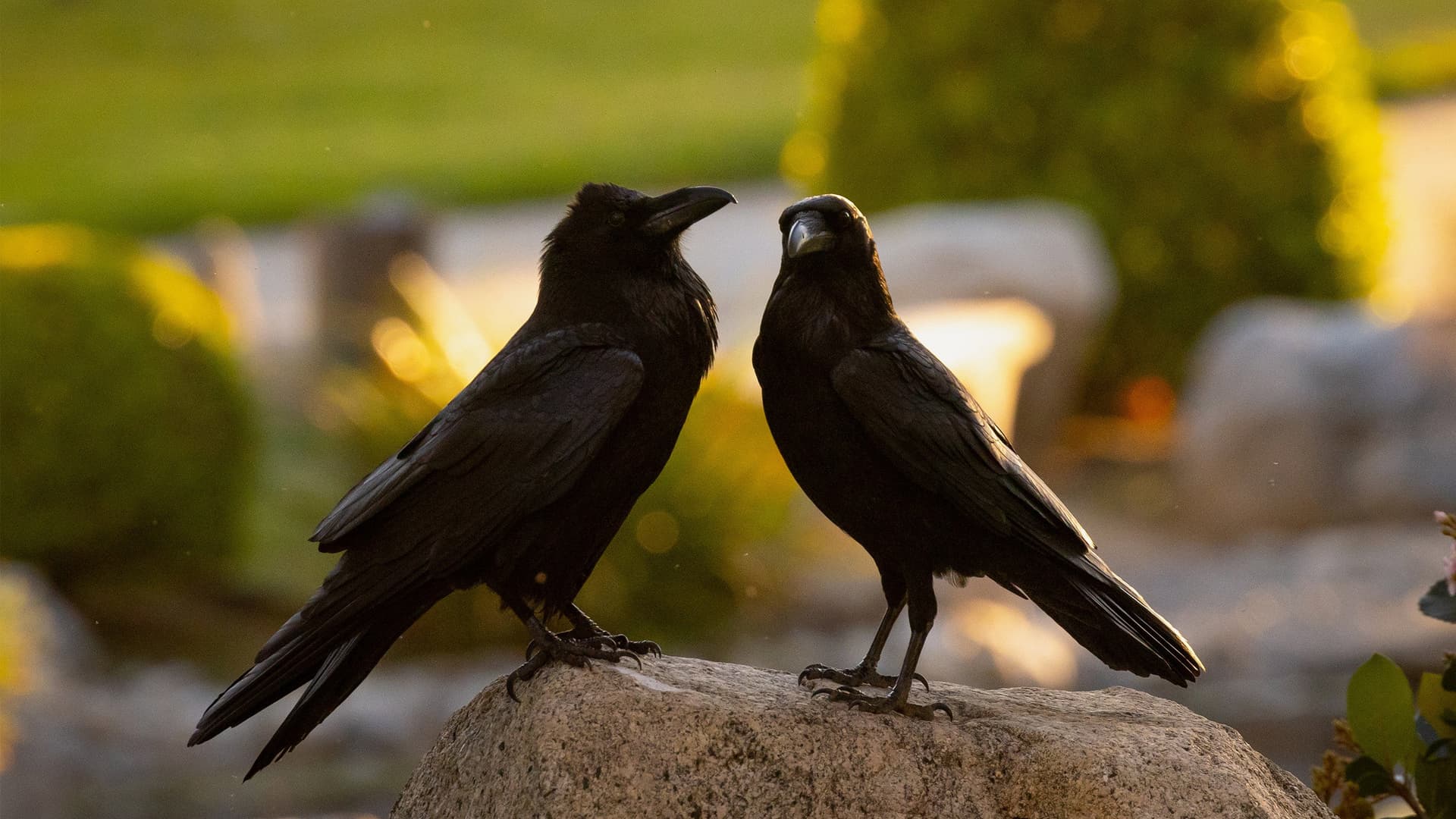What Ravens Do