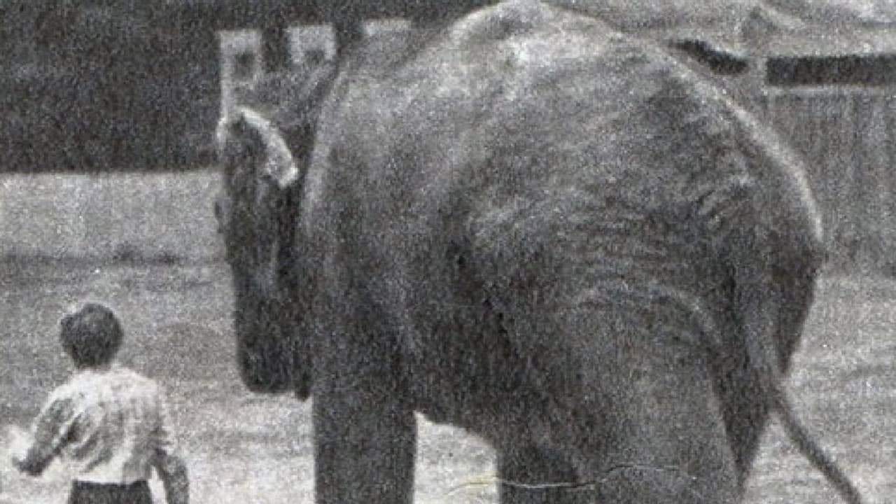 Потерялся слон