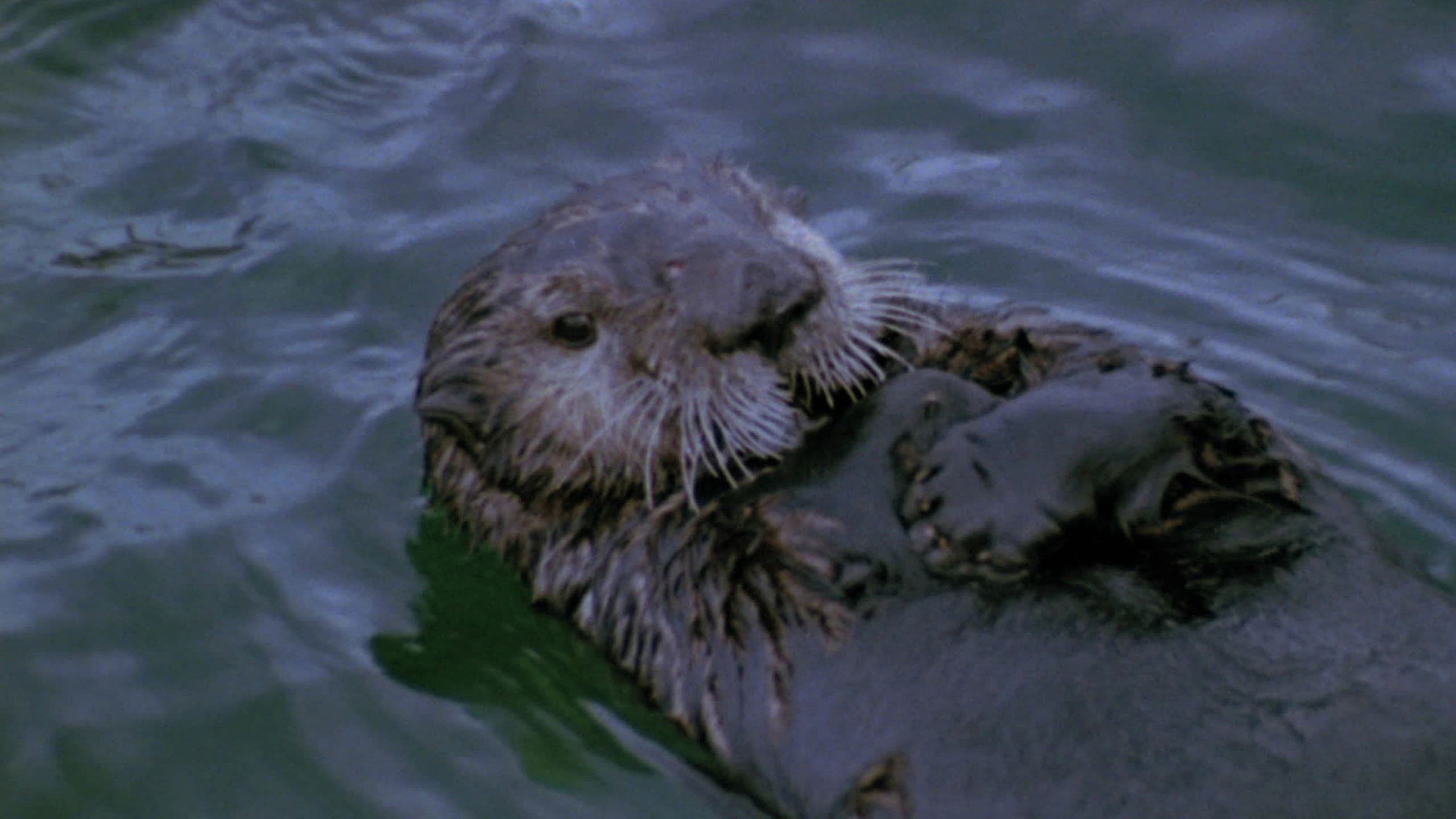 Vanishing Wilderness