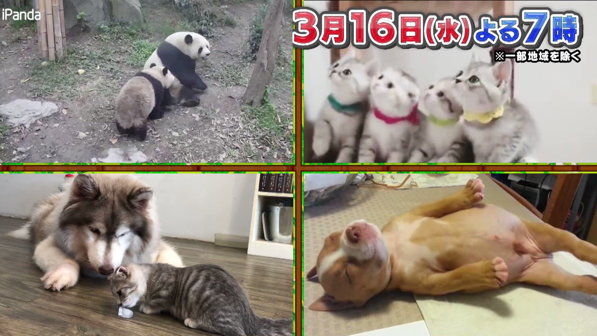 世界アニマル&キッズ動画スペシャル