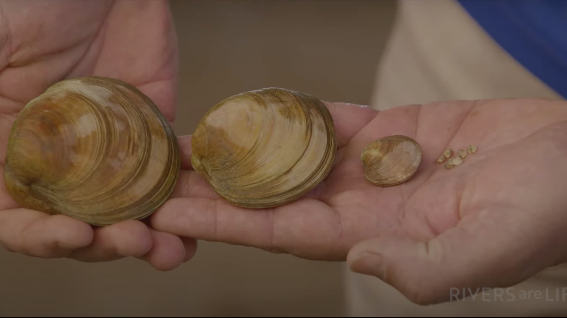 The Captain & The Super Clams