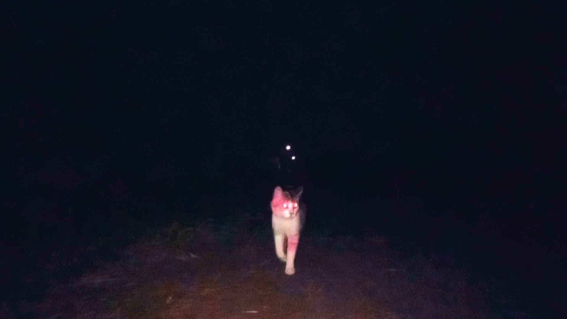Eu Ja Sonhei Com Isso