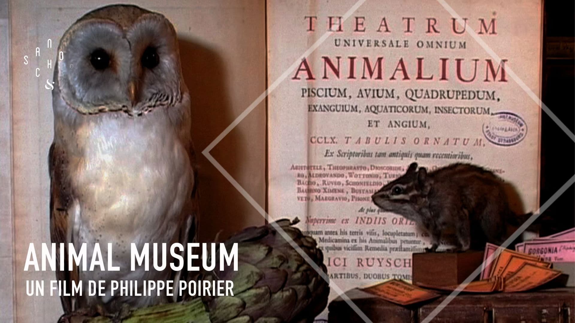 Animal Museum