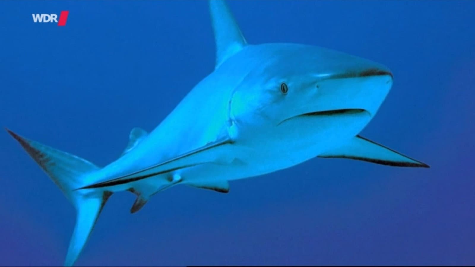 Natural Killers - Auf der Suche nach Haien