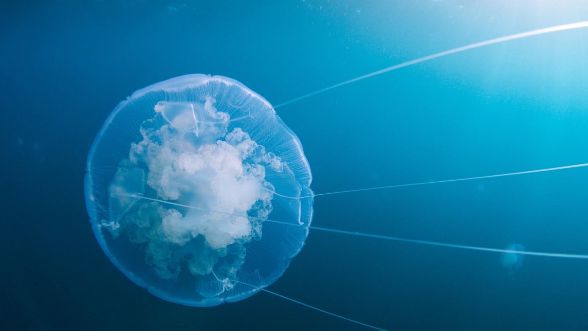 Voiajul timpului: Călătoria vieții