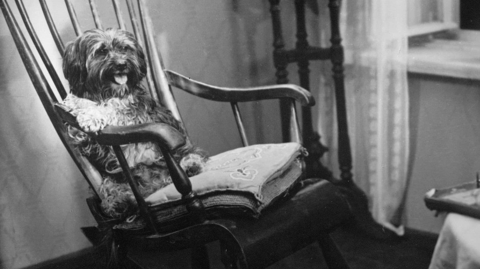 Барбос в гостях у Бобика