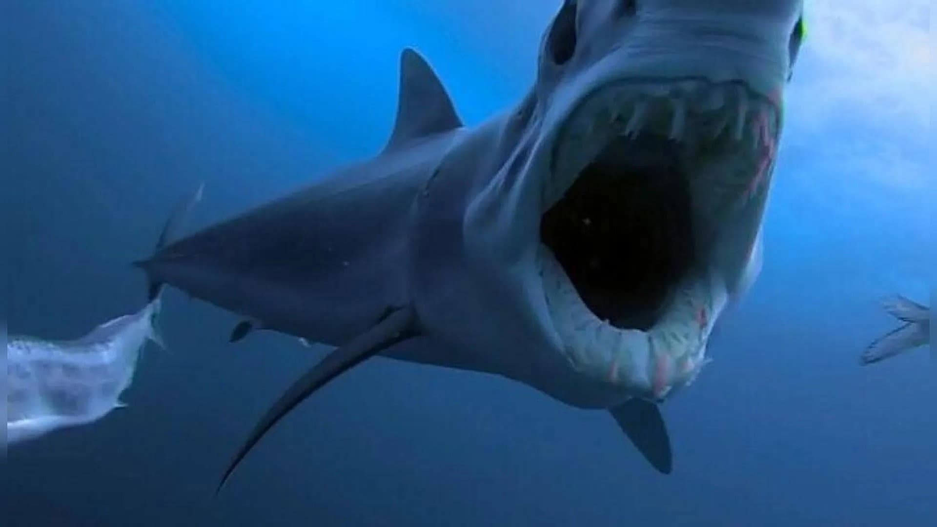 Shark Vs Predator