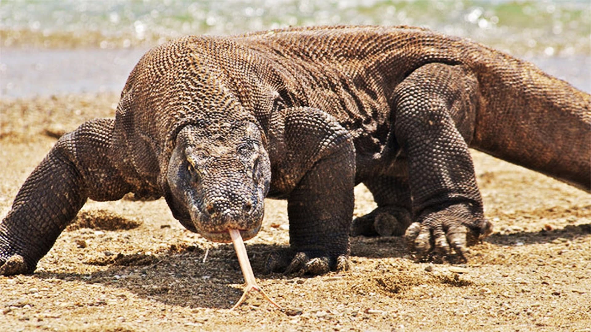 Une vie de dragon