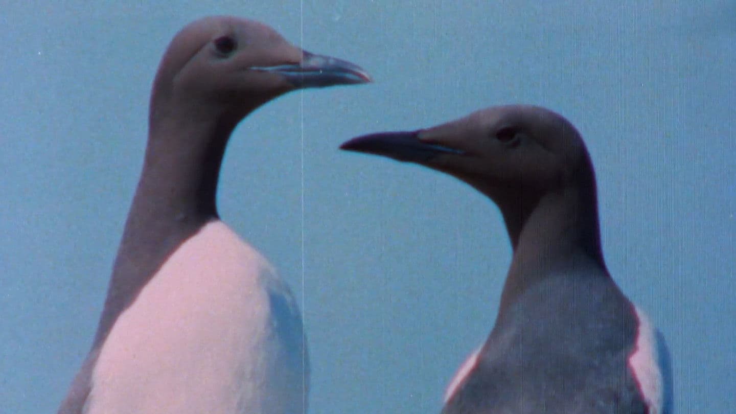 Pohjoisten metsien äänet