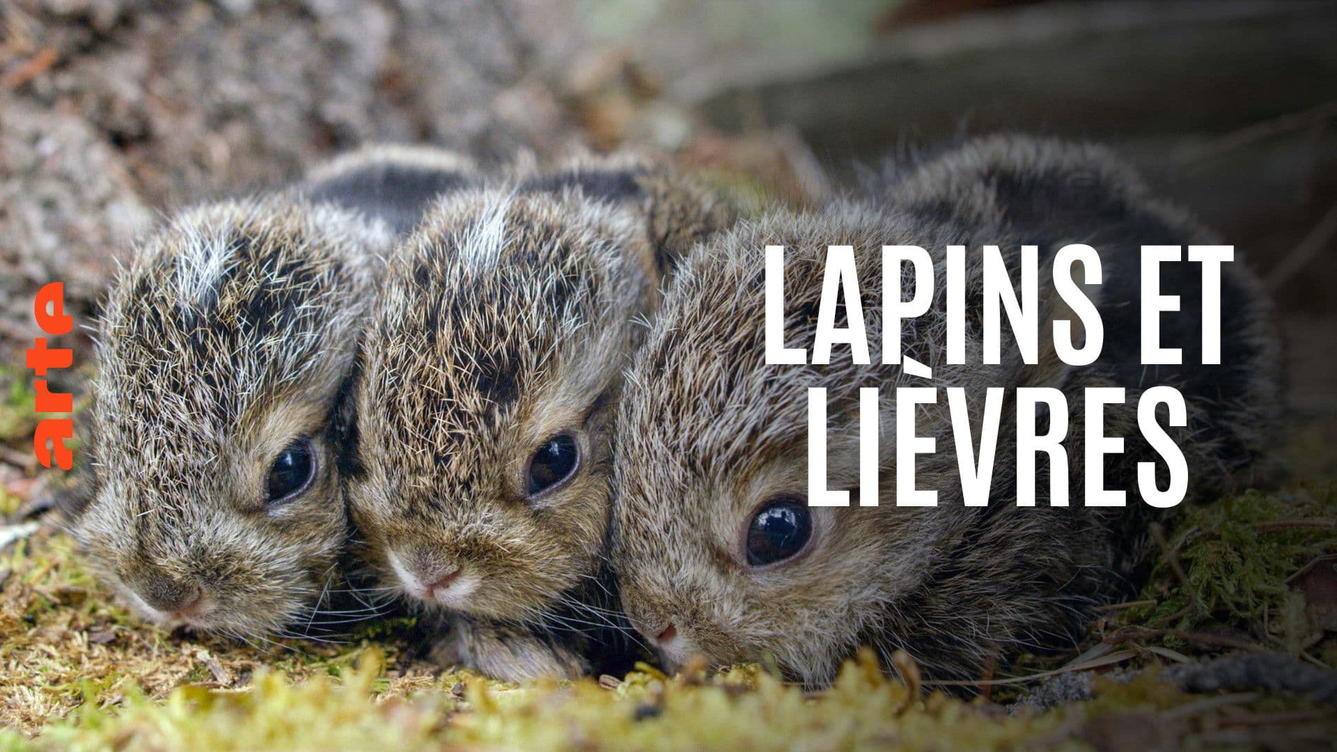 Lapins et lièvres - La Fabuleuse histoire des grandes oreilles