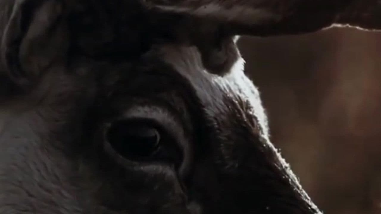 Идущие в пламя