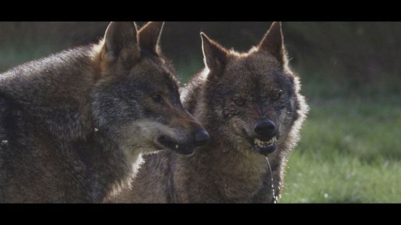 Au coeur de l'Espagne sauvage