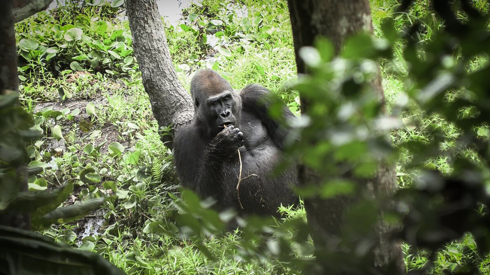 Idjanga, la forêt aux gorilles
