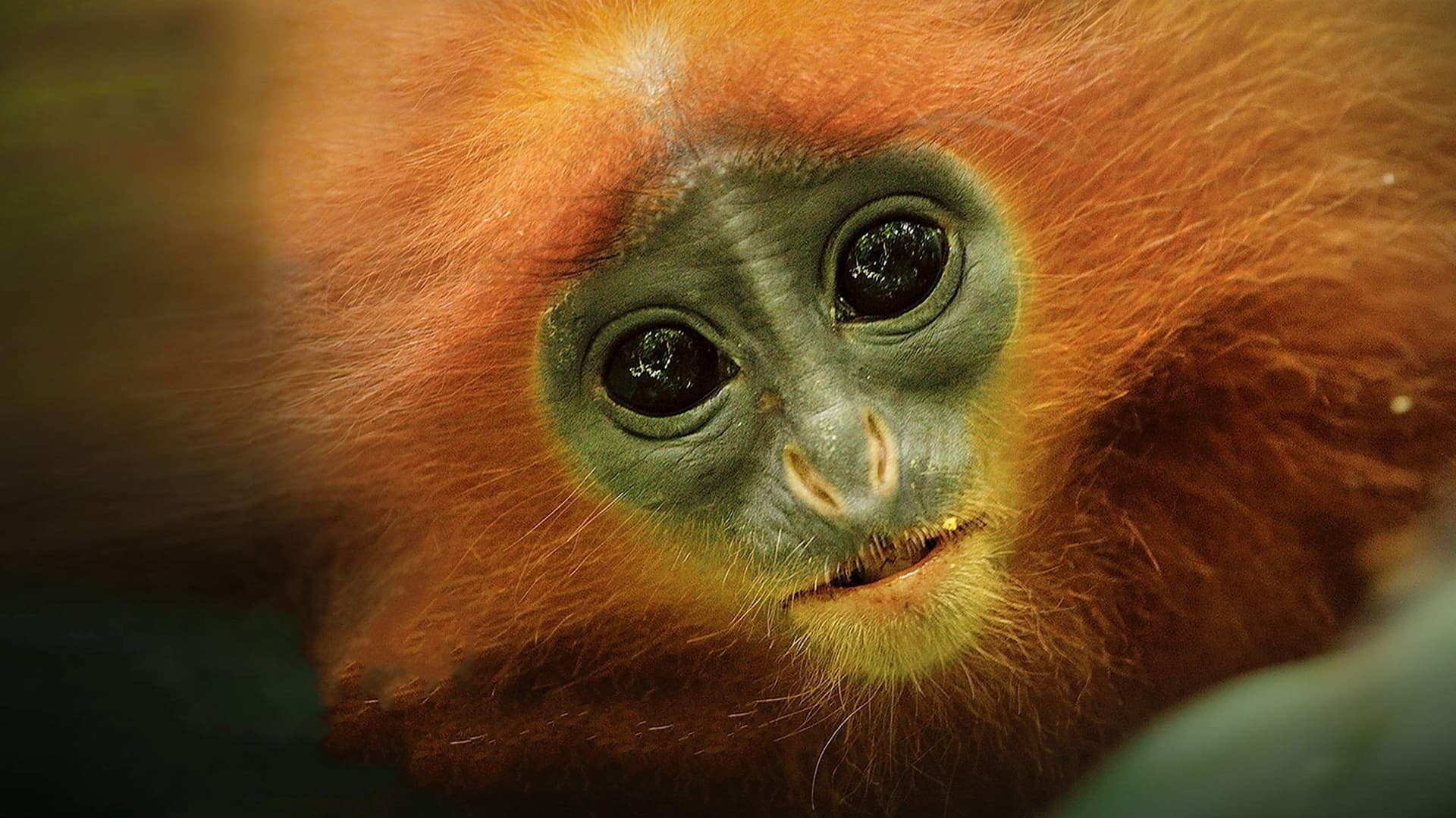 Kinabatangan: Der Amazonas des Ostens