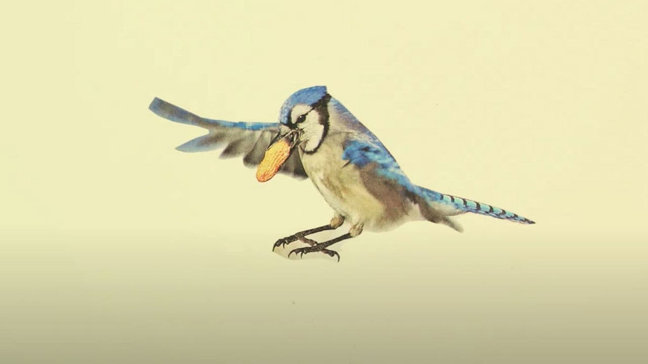 The Light of the Sky Reflects off the Wings of a Blue Jay
