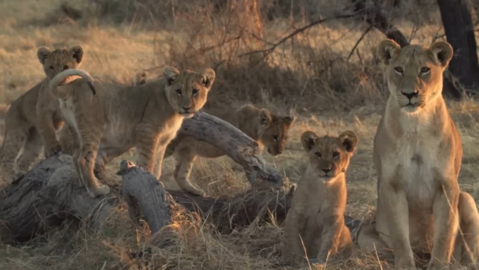 Lion Brothers: Cubs to Kings