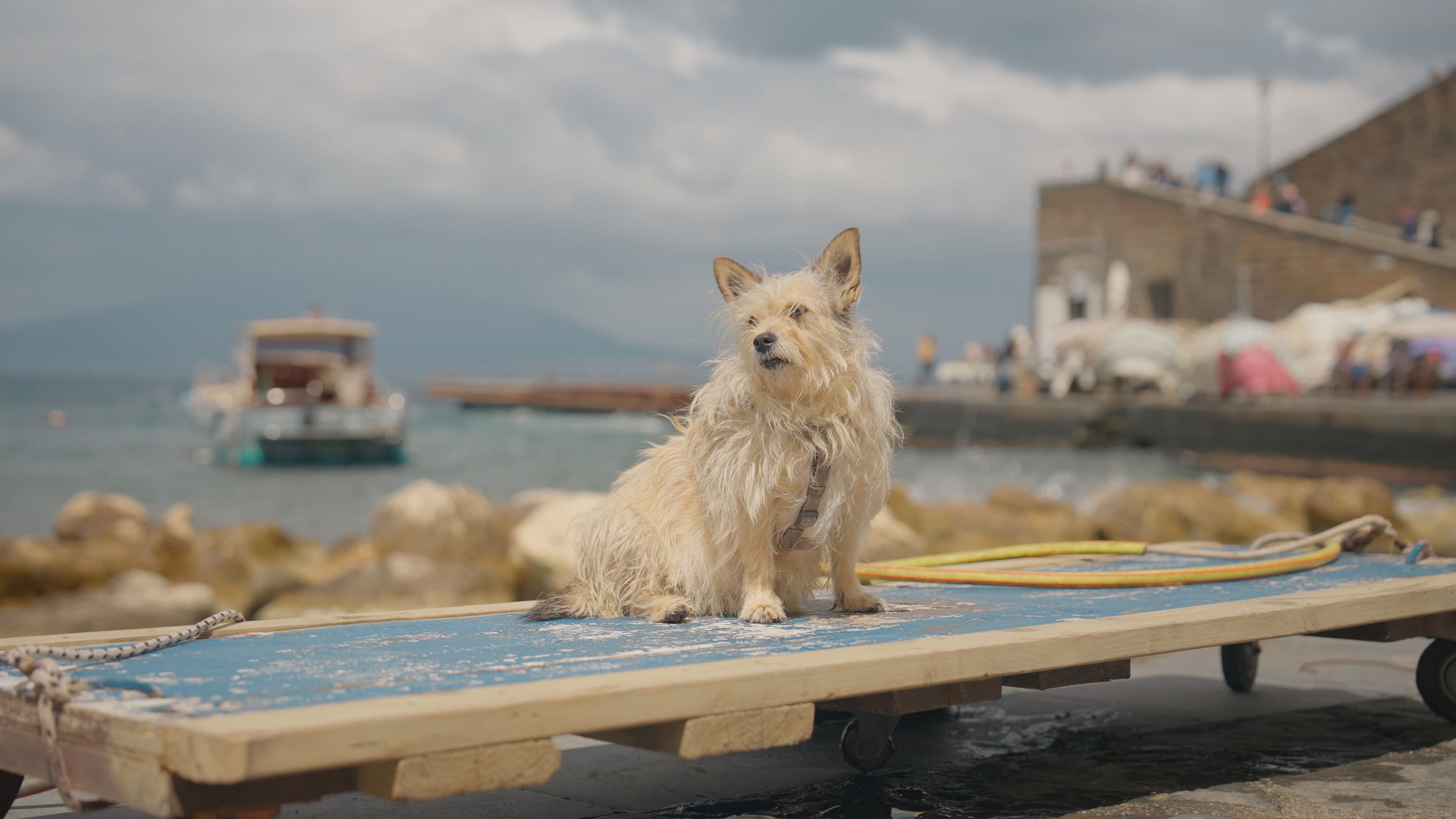 Here where the sea shines