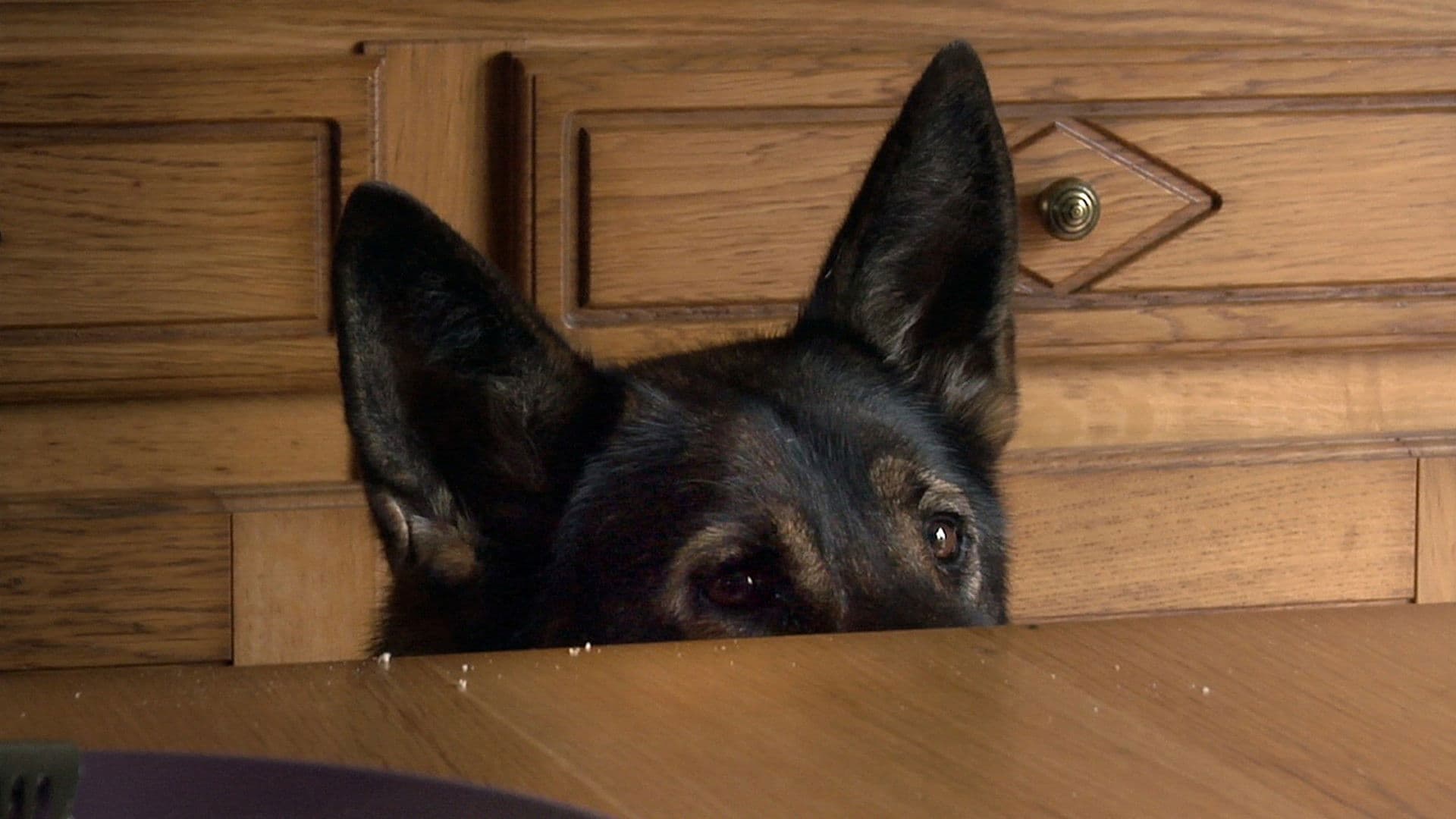 Het Geluk van Honden