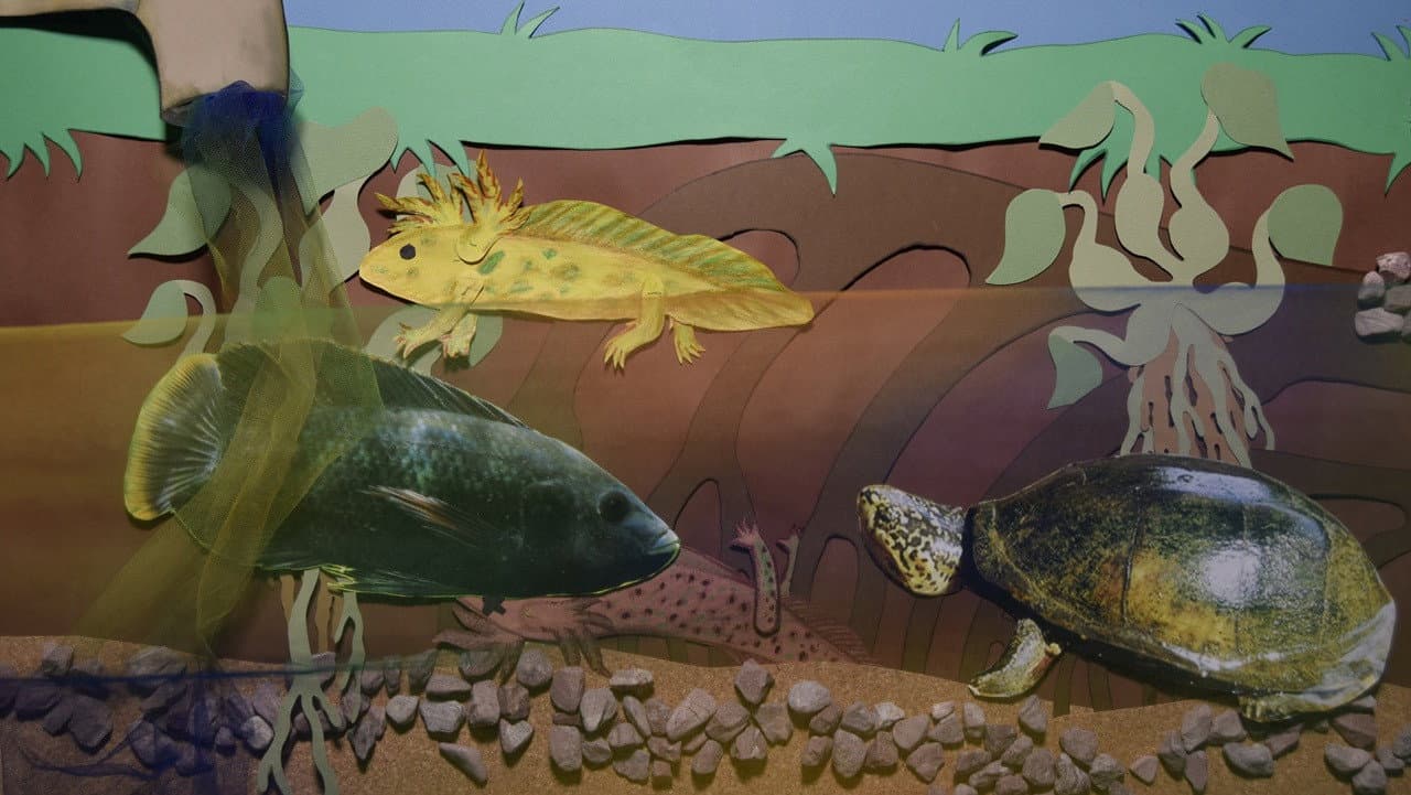 Axolotl. Más valioso que un billete