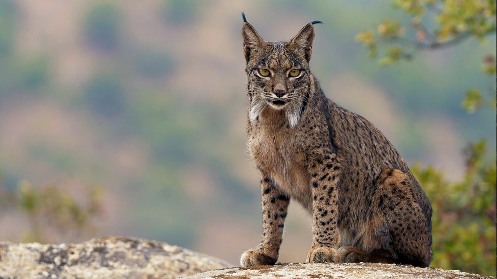 Dehesa: el bosque del lince ibérico
