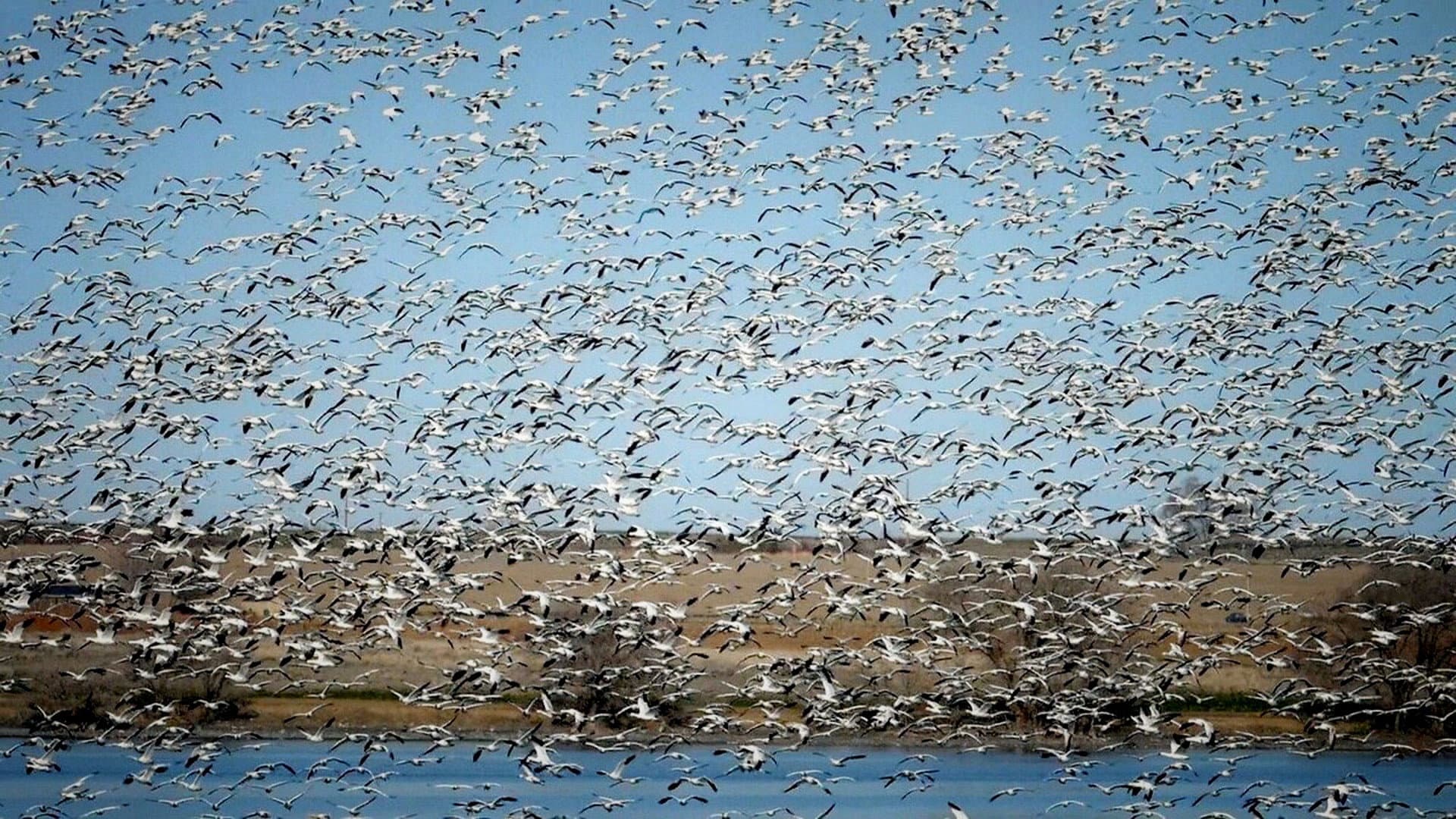 The Rise of the Birds
