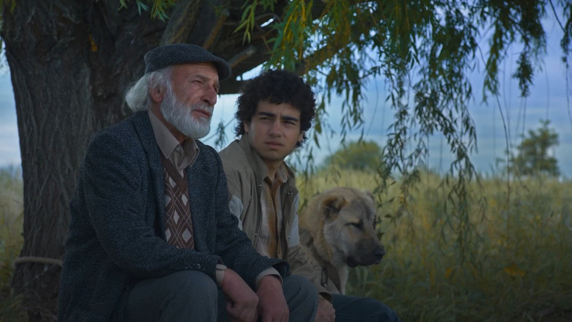 Արարատ Կղզի