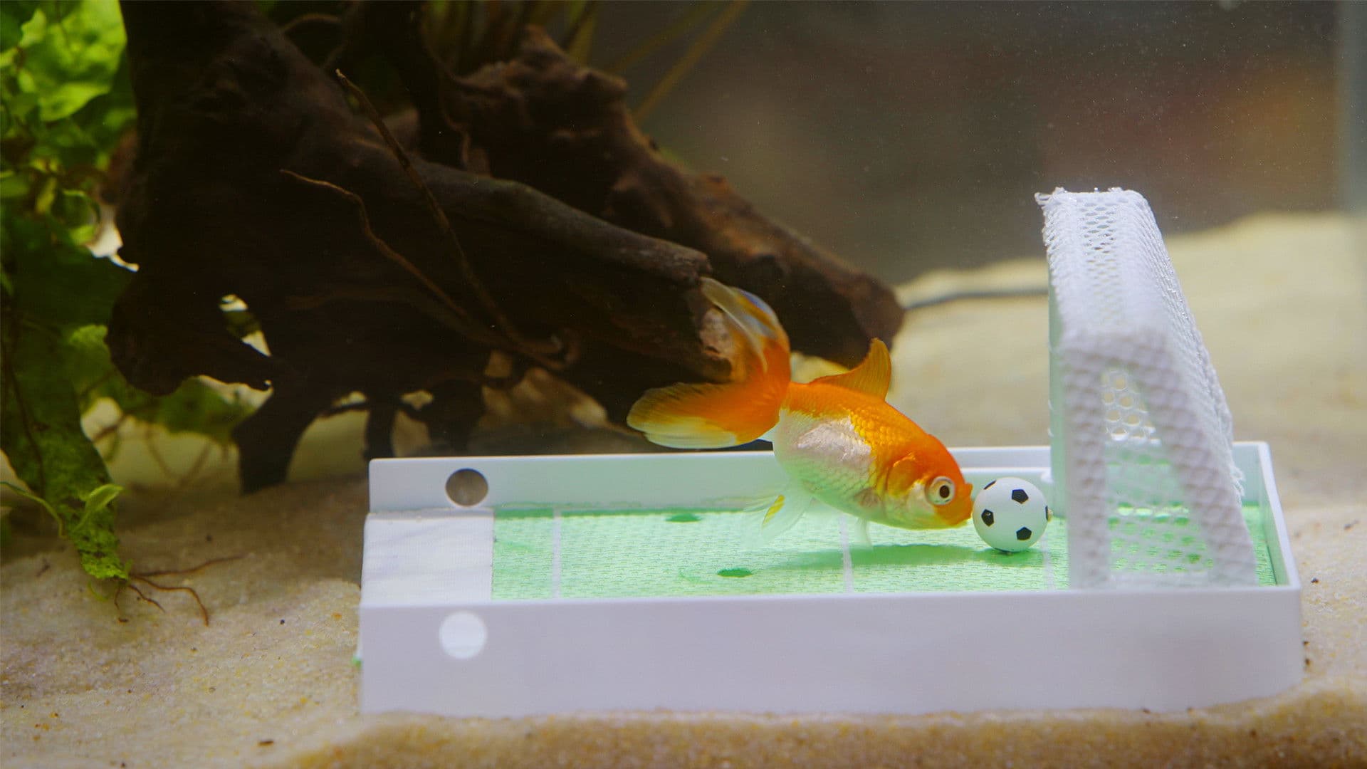 Des poissons, pas si cons ?