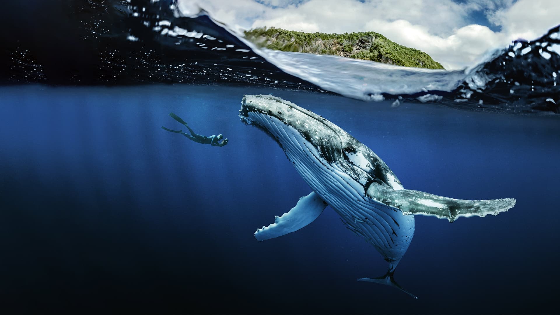 Chasing Ocean Giants