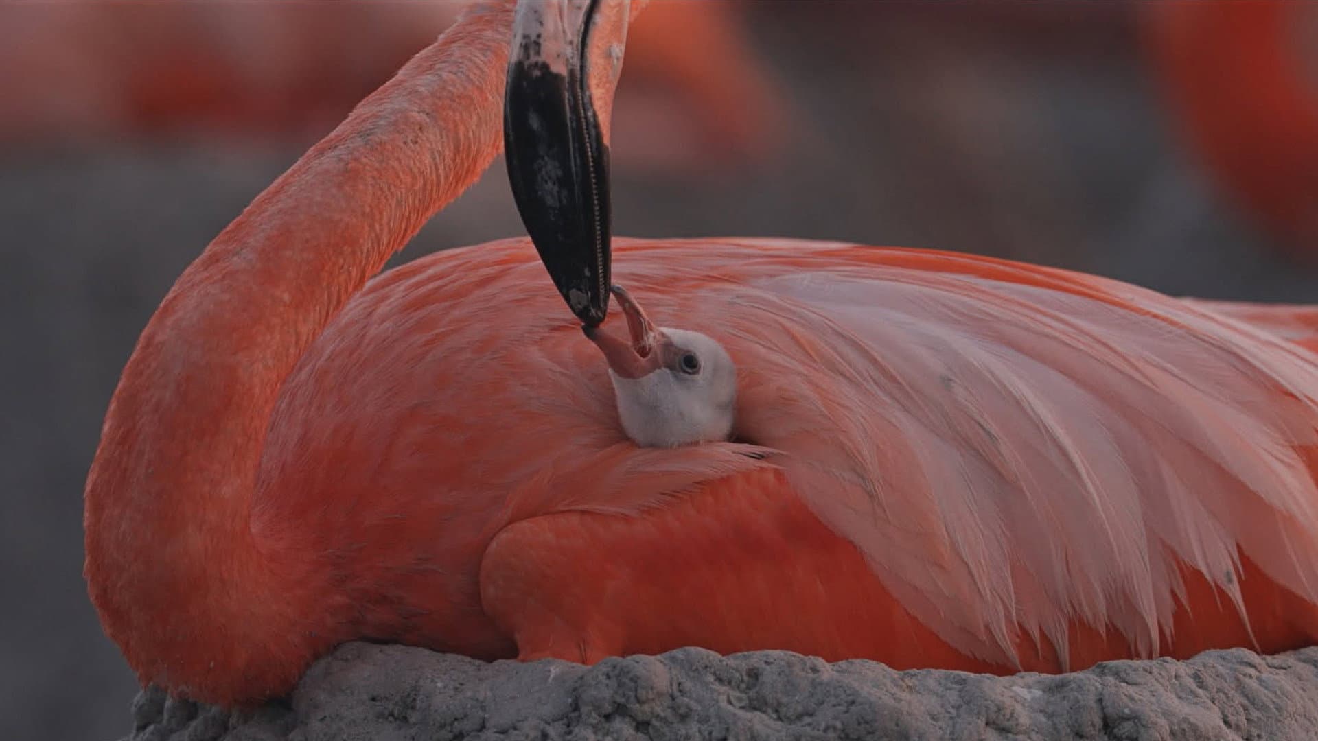 Flamingos: La vida después del meteorito
