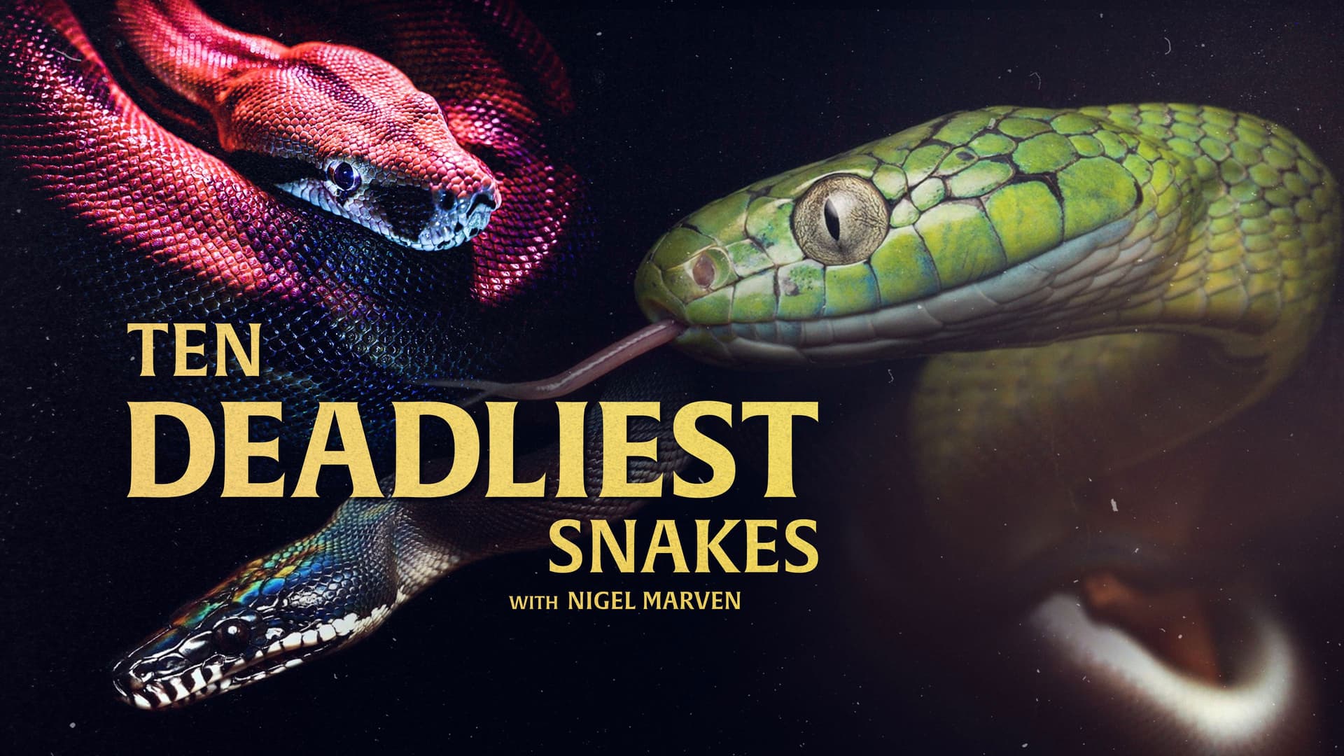 Ten Deadliest Snakes with Nigel Marven