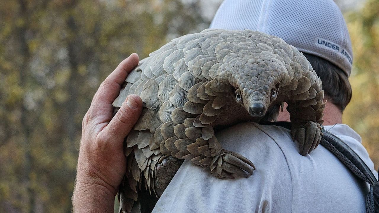 Pangolin: Calea lui Kulu