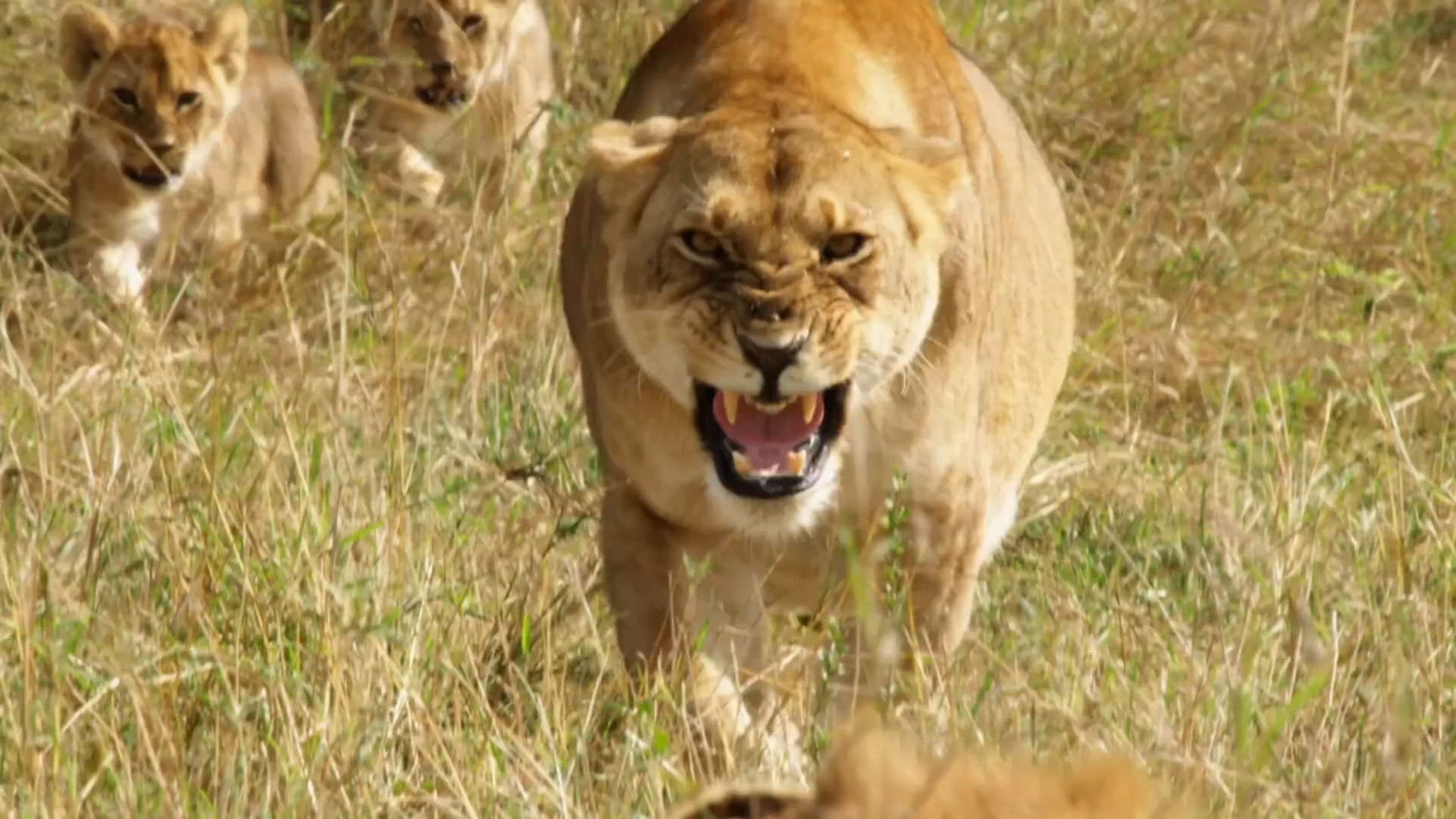 Lions: Africa's Super Power