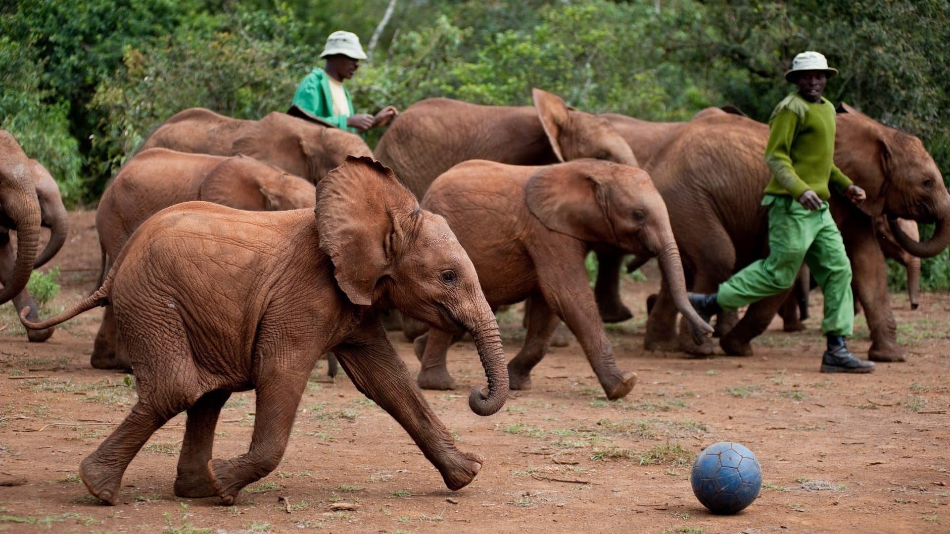 Născut pentru a fi sălbatic