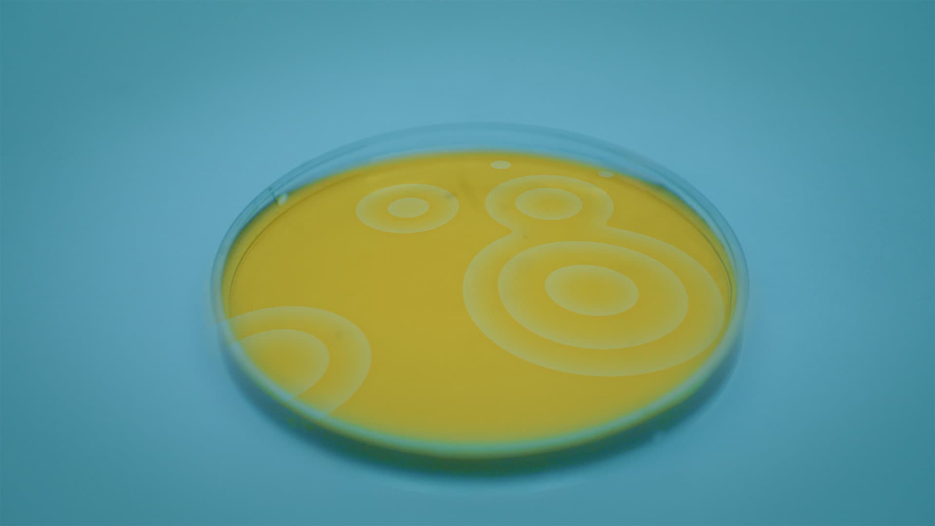 Riproduzione Casuale