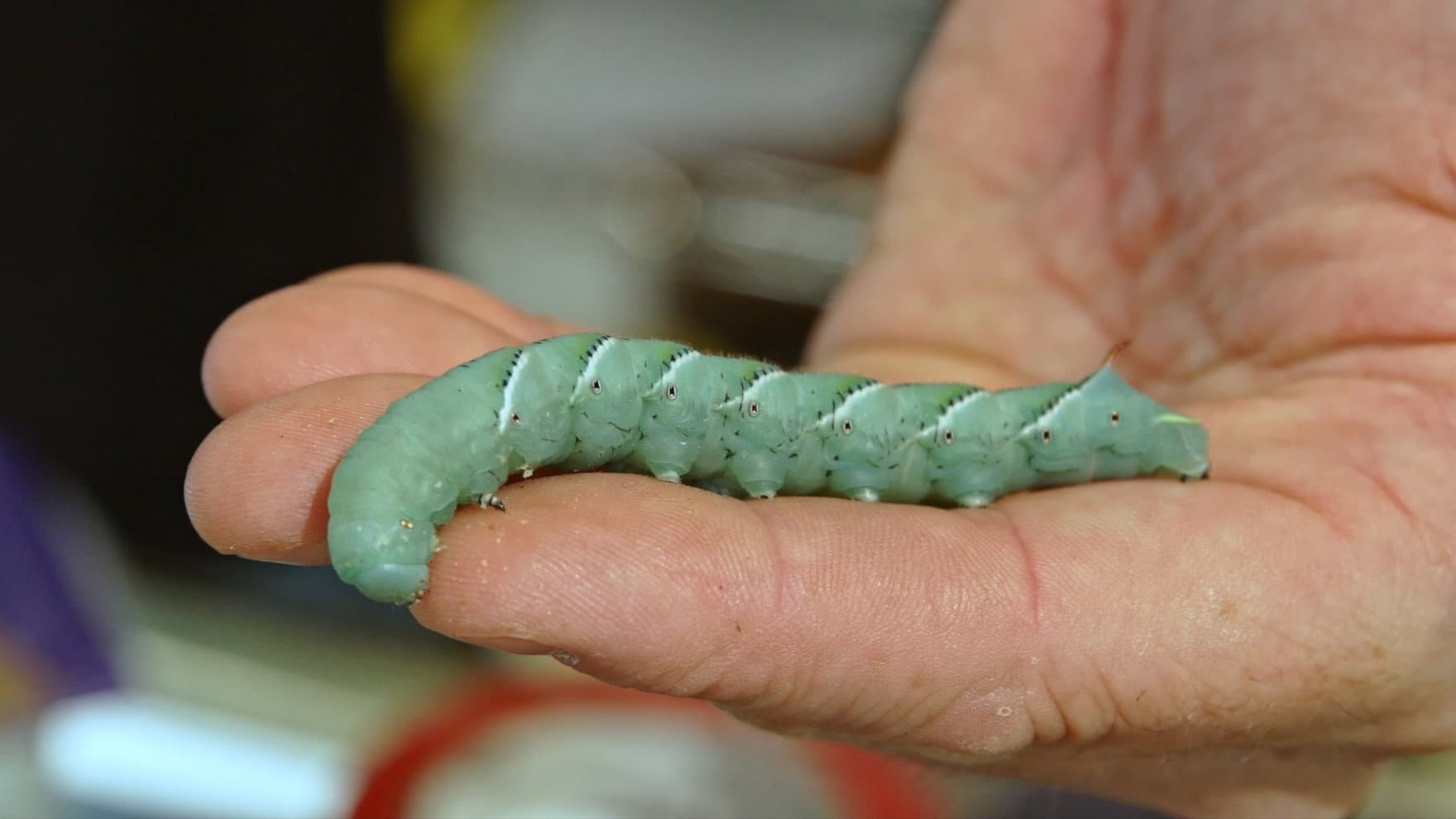 The Extraordinary Caterpillar